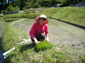 田植え